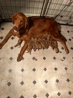 Rusty!, a male Golden Retriever for sale in Knoxville, TN – 1 of 2