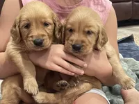 Rusty! Orange Collar, a male Golden Retriever for sale in Knoxville, TN – 2 of 2