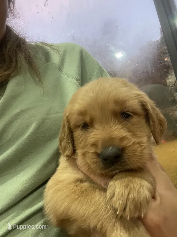 Rusty! – Golden Retriever puppy for sale in Knoxville, TN