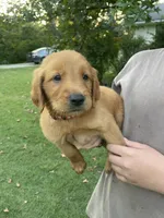 Cooper- Red Collar, a male Golden Retriever for sale in Knoxville, TN – 2 of 2