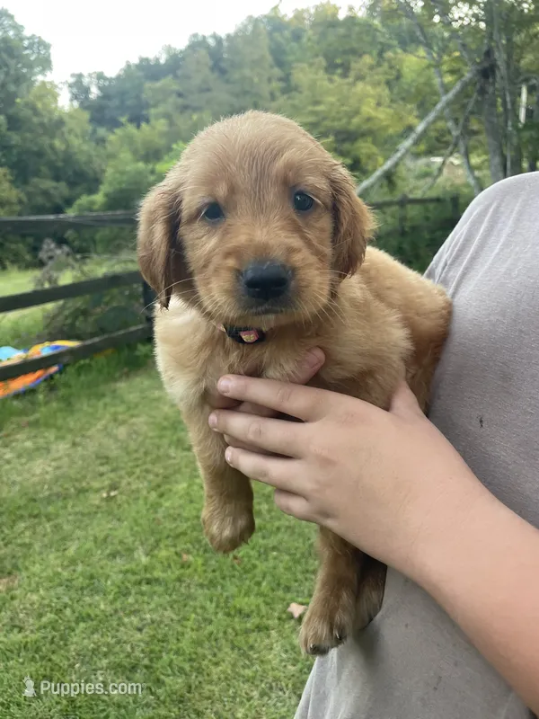Sweetheart- Pink Collar – Golden Retriever puppy for sale in Knoxville, TN
