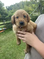 Sweetheart- Pink Collar, a female Golden Retriever for sale in Knoxville, TN – 1 of 2
