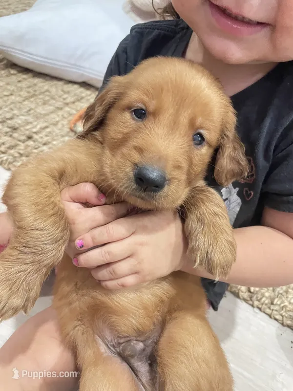 Ruby – Golden Retriever puppy for sale in Knoxville, TN