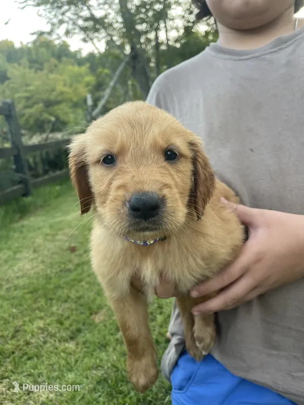 Winnie- Dark Purple Collar – Golden Retriever puppy for sale in Knoxville, TN