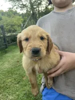 Winnie- Dark Purple Collar, a female Golden Retriever for sale in Knoxville, TN – 1 of 1