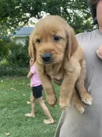 Milo- Blue Collar, a male Golden Retriever for sale in Knoxville, TN – 2 of 2
