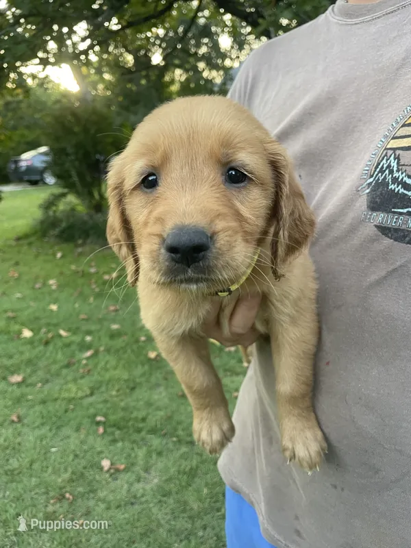 Sunny- Yellow Collar – Golden Retriever puppy for sale in Knoxville, TN
