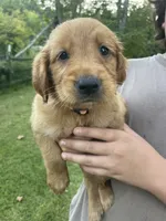 Sweetheart- Pink Collar, a female Golden Retriever for sale in Knoxville, TN – 2 of 2