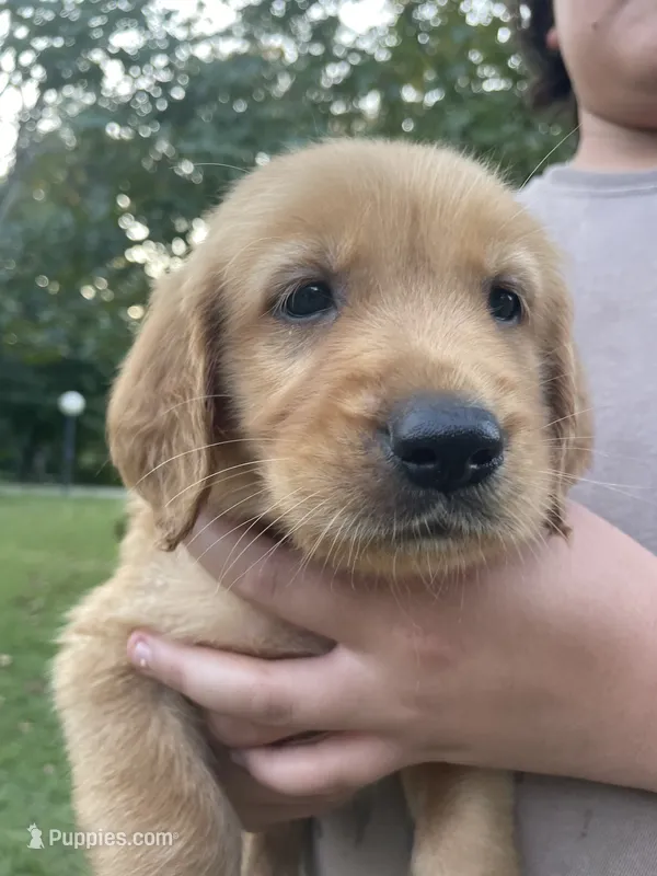 Millie- light purple collar – Golden Retriever puppy for sale in Knoxville, TN