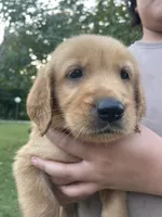 Millie- light purple collar, a female Golden Retriever for sale in Knoxville, TN – 1 of 3