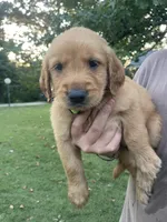 Teddy- green collar, a male Golden Retriever for sale in Knoxville, TN – 2 of 2