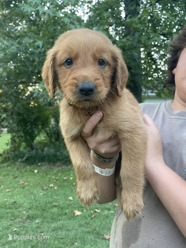 Shadow- Black Collar – Golden Retriever puppy for sale in Knoxville, TN