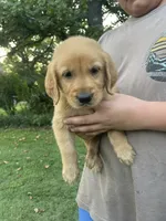 Millie- light purple collar, a female Golden Retriever for sale in Knoxville, TN – 2 of 3