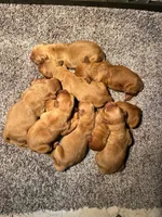 Ruby, a female Golden Retriever for sale in Knoxville, TN – 1 of 2