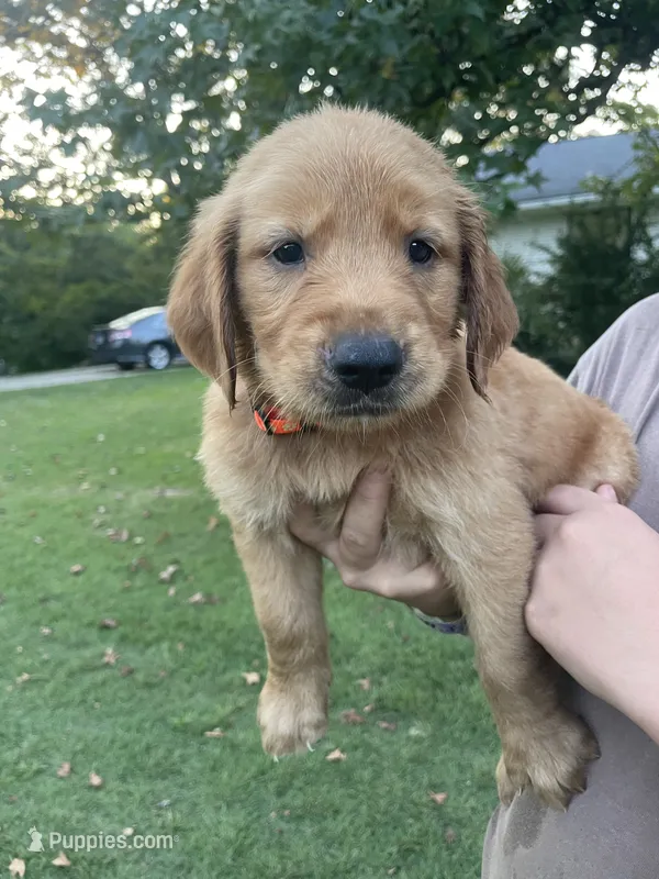 Rusty! Orange Collar – Golden Retriever puppy for sale in Knoxville, TN
