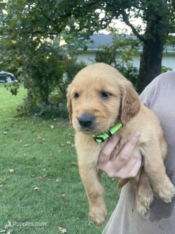 Teddy- green collar – Golden Retriever puppy for sale in Knoxville, TN