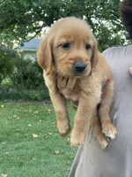 Milo- Blue Collar, a male Golden Retriever for sale in Knoxville, TN – 1 of 2