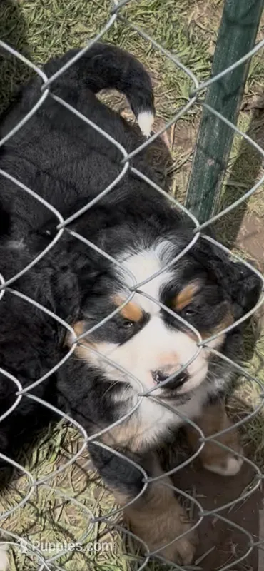 Mo – Bernese Mountain Dog puppy for sale in Falls Mills, VA