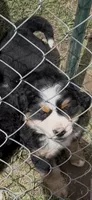 Mo, a male Bernese Mountain Dog for sale in Falls Mills, VA – 1 of 1