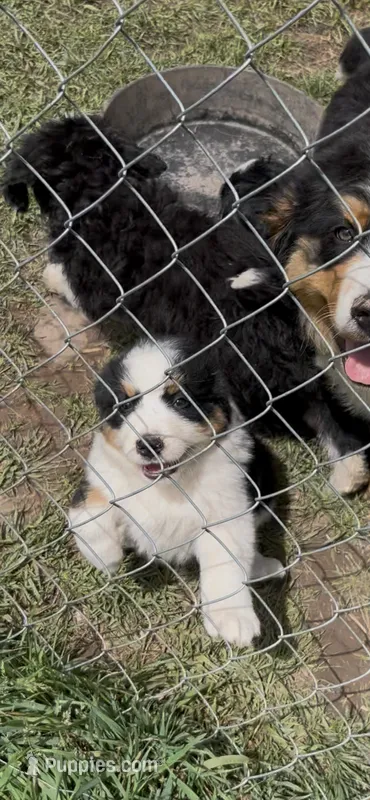 Jenny – Bernese Mountain Dog puppy for sale in Falls Mills, VA