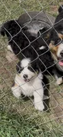 Jenny, a female Bernese Mountain Dog for sale in Falls Mills, VA – 1 of 1