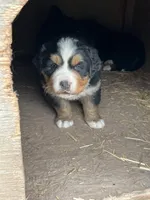 Stella, a female Bernese Mountain Dog for sale in Falls Mills, VA – Photo 2 of 2