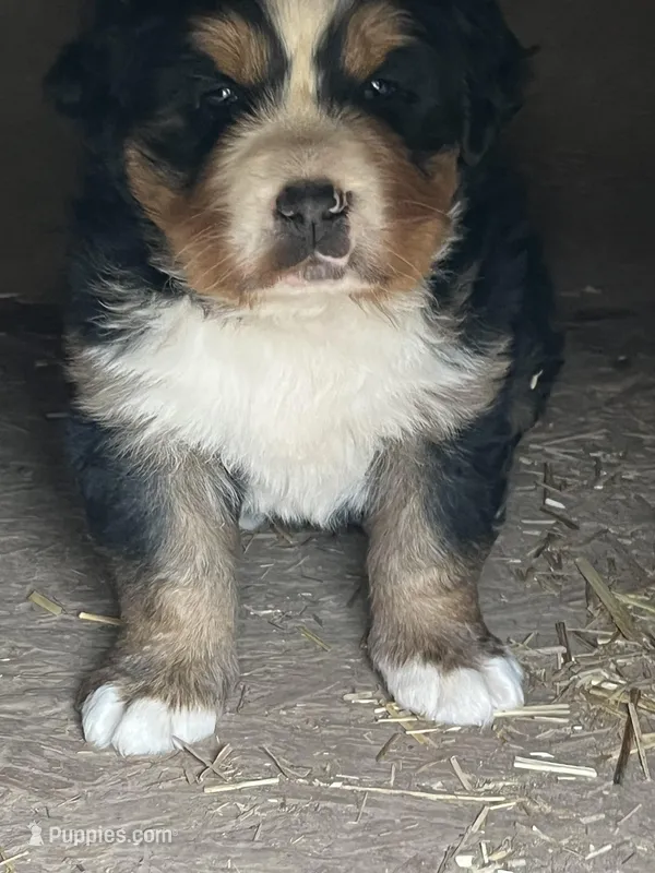 Stella – Bernese Mountain Dog puppy for sale in Falls Mills, VA