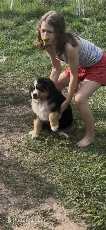 Moses – Bernese Mountain Dog puppy for sale in Falls Mills, VA