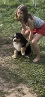 Moses, a male Bernese Mountain Dog for sale in Falls Mills, VA – 1 of 1