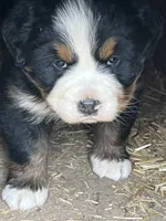Ella, a female Bernese Mountain Dog for sale in Falls Mills, VA – Photo 2 of 2