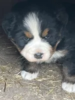 Ella, a female Bernese Mountain Dog for sale in Falls Mills, VA – Photo 1 of 2