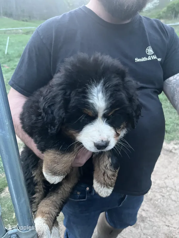 Ella – Bernese Mountain Dog puppy for sale in Falls Mills, VA