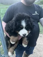 Ella, a female Bernese Mountain Dog for sale in Falls Mills, VA – 1 of 3