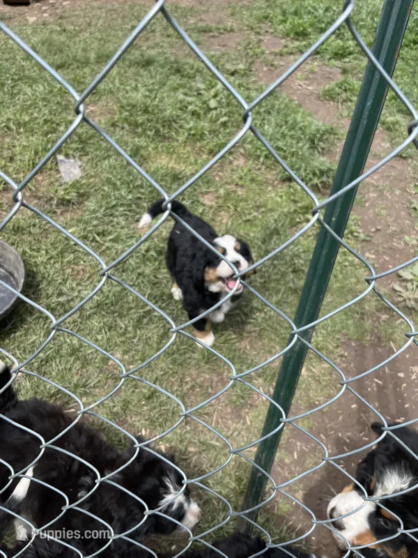 Bella – Bernese Mountain Dog puppy for sale in Falls Mills, VA