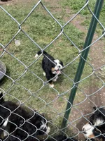 Bella, a female Bernese Mountain Dog for sale in Falls Mills, VA – 1 of 1
