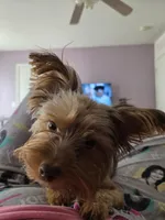 Coco, a female Yorkshire Terrier for sale in Arizona City, AZ – 2 of 6