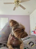 Coco, a female Yorkshire Terrier for sale in Arizona City, AZ – 3 of 6