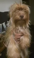 Kekè, a male Yorkshire Terrier for sale in Arizona City, AZ – 3 of 3
