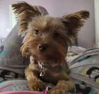 Coco, a female Yorkshire Terrier for sale in Arizona City, AZ – 4 of 6