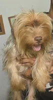 Kekè, a male Yorkshire Terrier for sale in Arizona City, AZ – 2 of 3