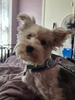 Coco, a female Yorkshire Terrier for sale in Arizona City, AZ – 6 of 6