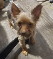 Coco, a female Yorkshire Terrier for sale in Arizona City, AZ – 5 of 6