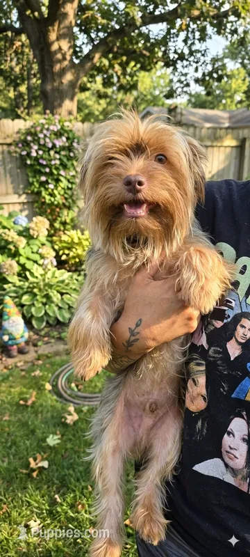 Kekè – Yorkshire Terrier puppy for sale in Arizona City, AZ