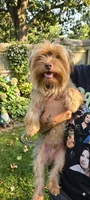 Kekè, a male Yorkshire Terrier for sale in Arizona City, AZ – 1 of 3