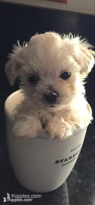 Milo – Maltese puppy for sale in Los Angeles, CA