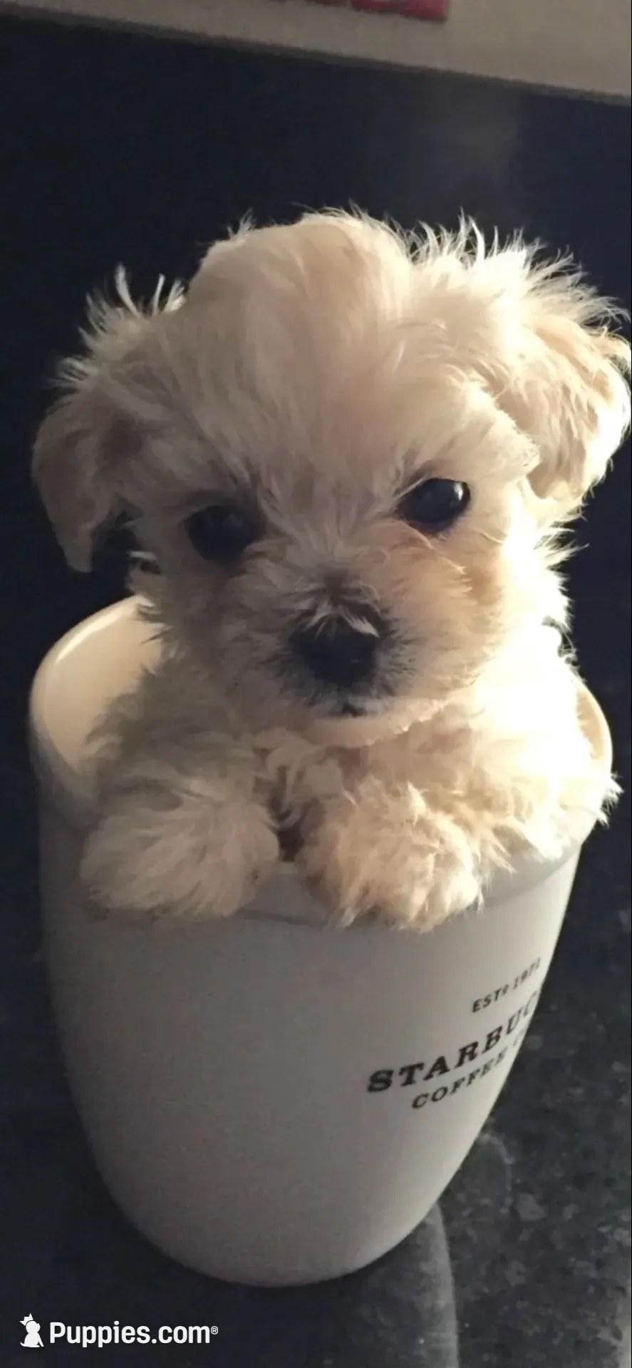 Milo, a male Maltese for sale in Los Angeles, CA – 1 of 3