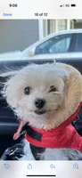 Lola , a female Maltese for sale in Los Angeles, CA – 5 of 10
