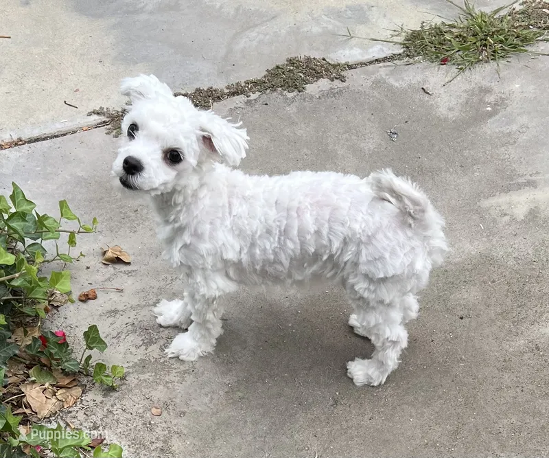 Buster , a male Maltese for sale in Los Angeles, CA – 1 of 2
