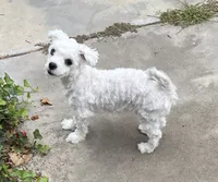 Buster , a male Maltese for sale in Los Angeles, CA – 1 of 2
