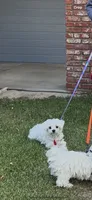 Bella, a female Maltese for sale in Los Angeles, CA – 3 of 4